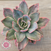 Load image into Gallery viewer, Echeveria 'Pink Heron' Variegata (same Plant)
