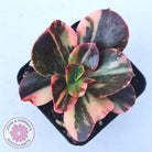 Echeveria 'Primadonna' Variegated