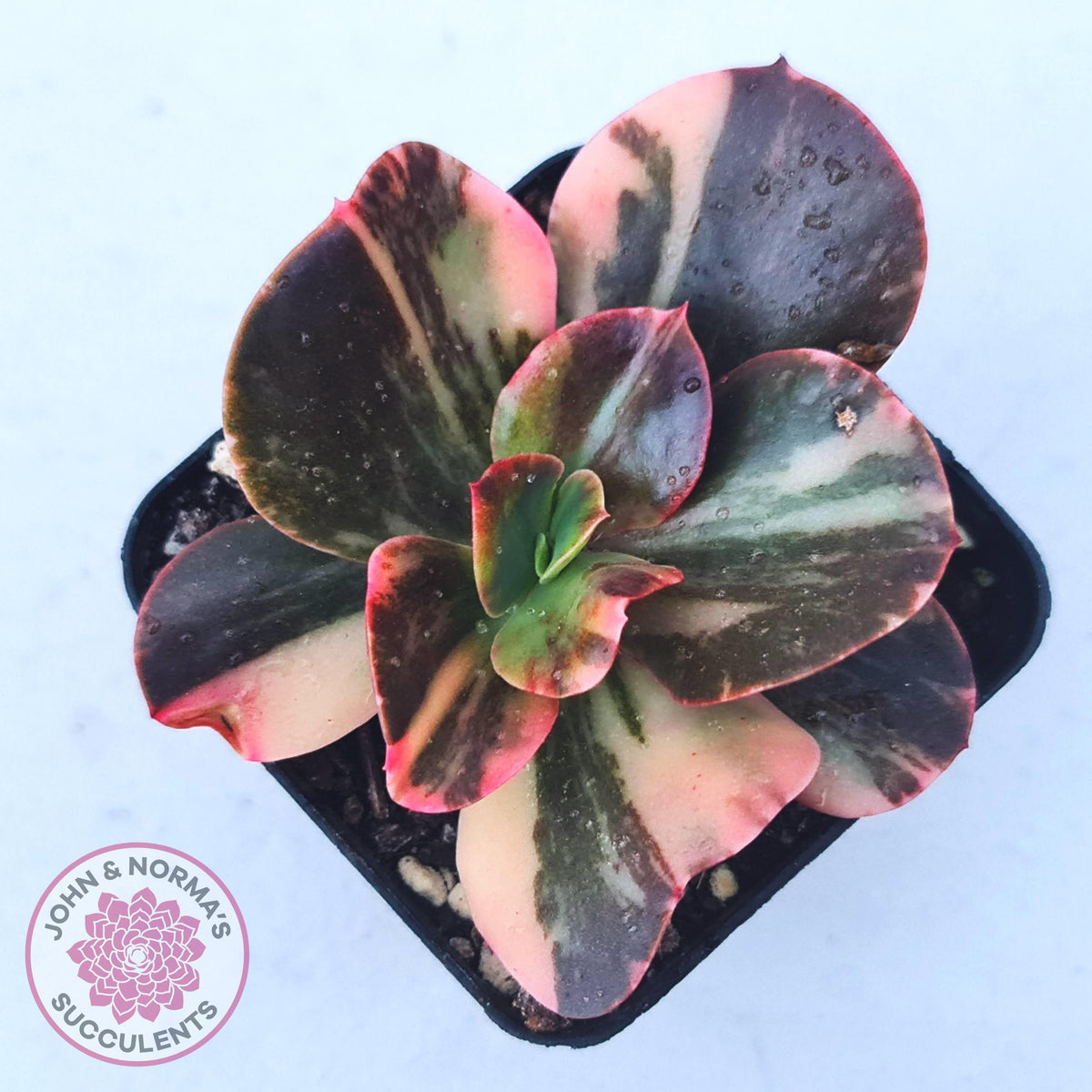 Echeveria 'Primadonna' Variegated | John & Norma's Succulents – John ...