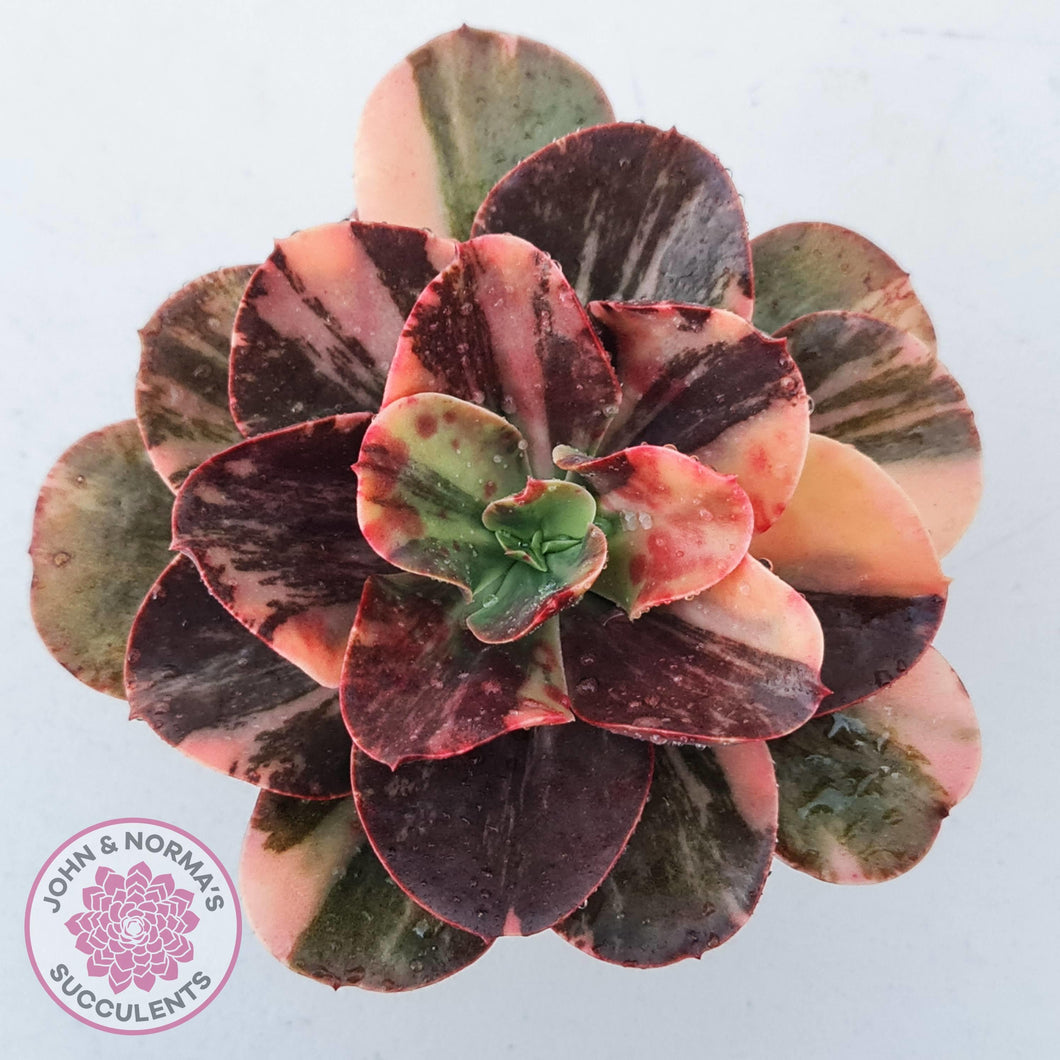 Echeveria 'Primadonna' Variegated - John & Norma's Succulents Australia