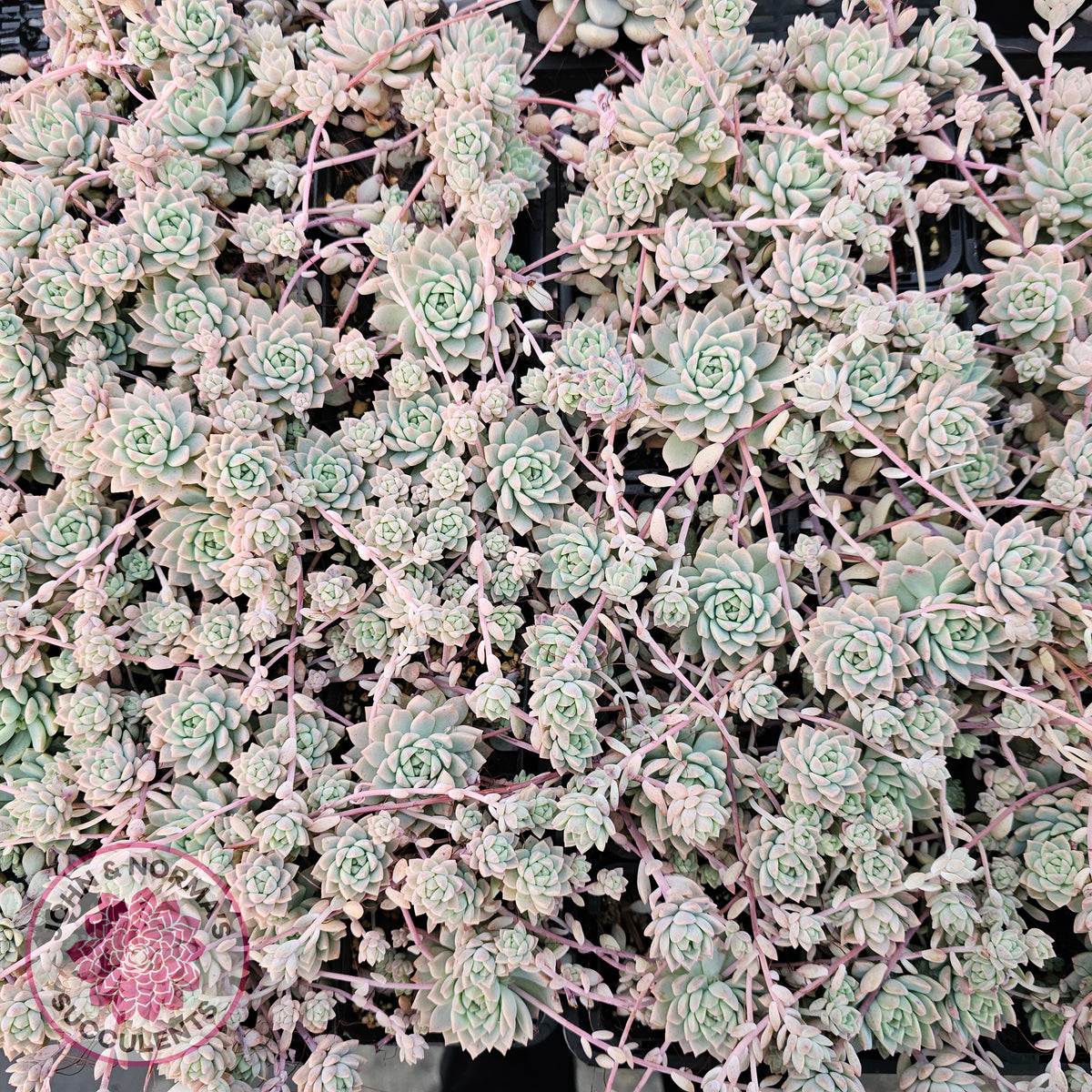 Echeveria prolifica Cuttings x 5