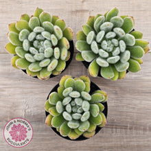 Load image into Gallery viewer, Echeveria setosa (Mexican Firecracker)
