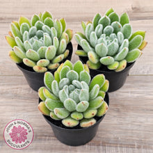 Load image into Gallery viewer, Echeveria setosa (Mexican Firecracker)
