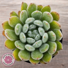 Load image into Gallery viewer, Echeveria setosa (Mexican Firecracker)
