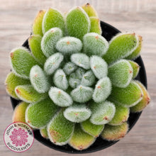 Load image into Gallery viewer, Echeveria setosa (Mexican Firecracker)
