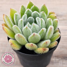 Load image into Gallery viewer, Echeveria setosa (Mexican Firecracker)
