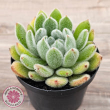 Load image into Gallery viewer, Echeveria setosa (Mexican Firecracker)
