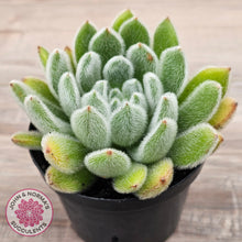 Load image into Gallery viewer, Echeveria setosa (Mexican Firecracker)
