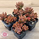 Graptosedum 'Bronze' Long Leaf form