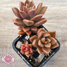 Graptosedum 'Bronze' Long Leaf form