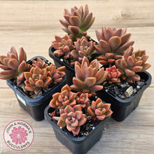 Load image into Gallery viewer, Graptosedum 'Bronze' Long Leaf form
