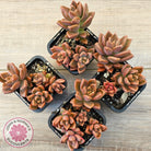 Graptosedum 'Bronze' Long Leaf form