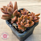 Graptosedum 'Bronze' Long Leaf form