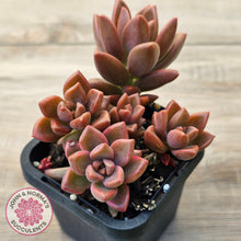Load image into Gallery viewer, Graptosedum 'Bronze' Long Leaf form
