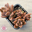 Graptosedum 'Bronze' Long Leaf form