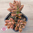 Graptosedum 'Bronze' Long Leaf form