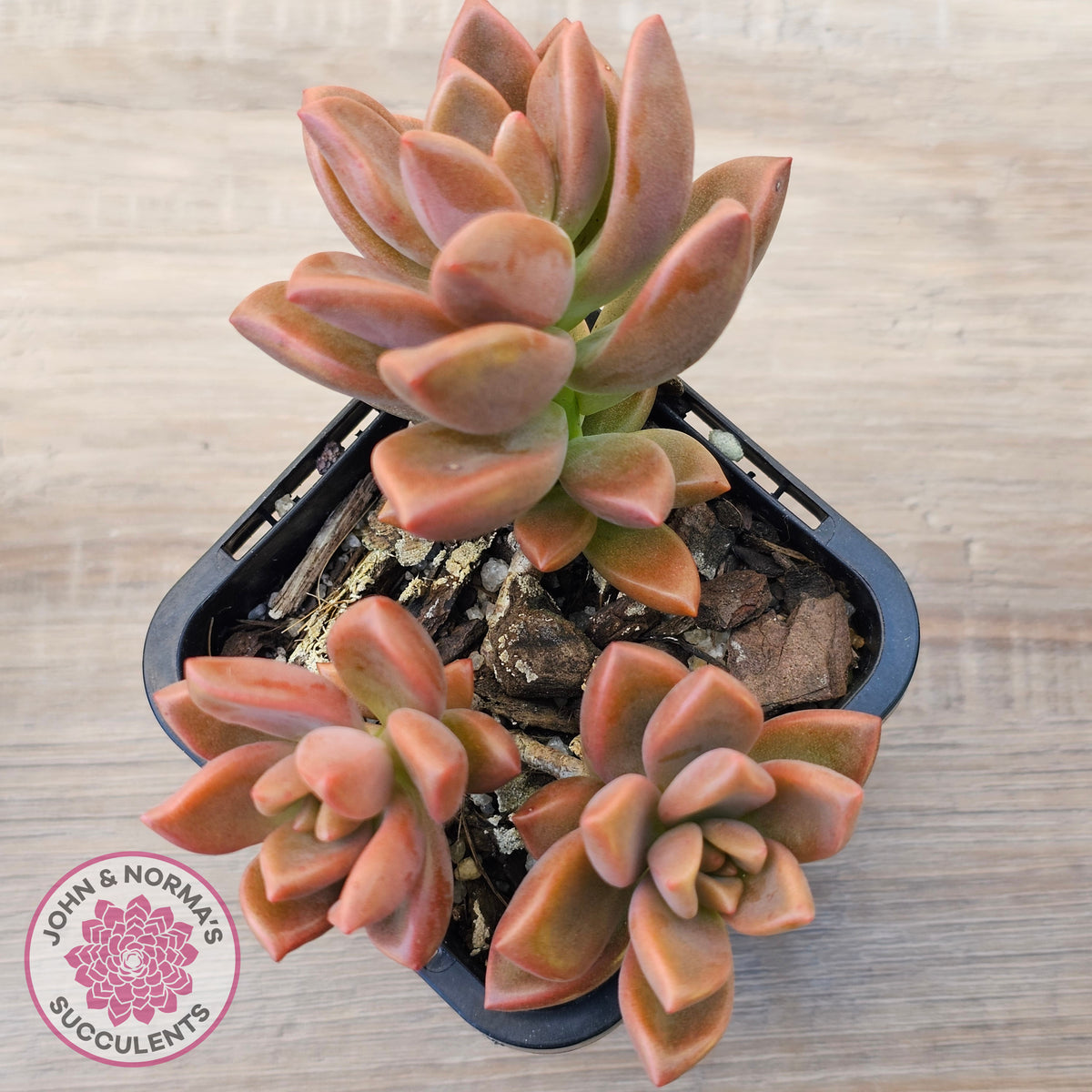 Graptosedum 'Bronze' Long Leaf form
