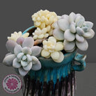 Graptosedum miul Variegata