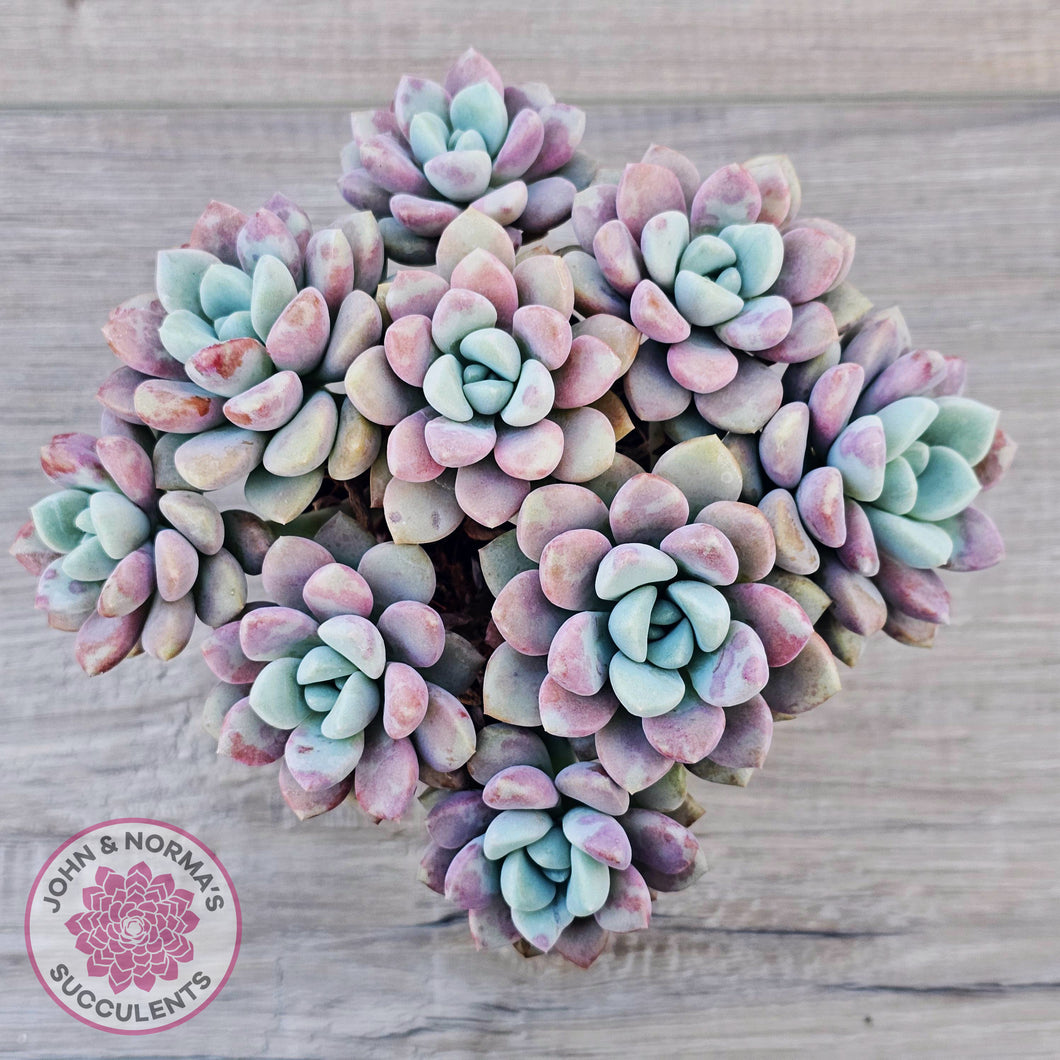 Graptoveria White Dew