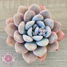Graptoveria White Dew