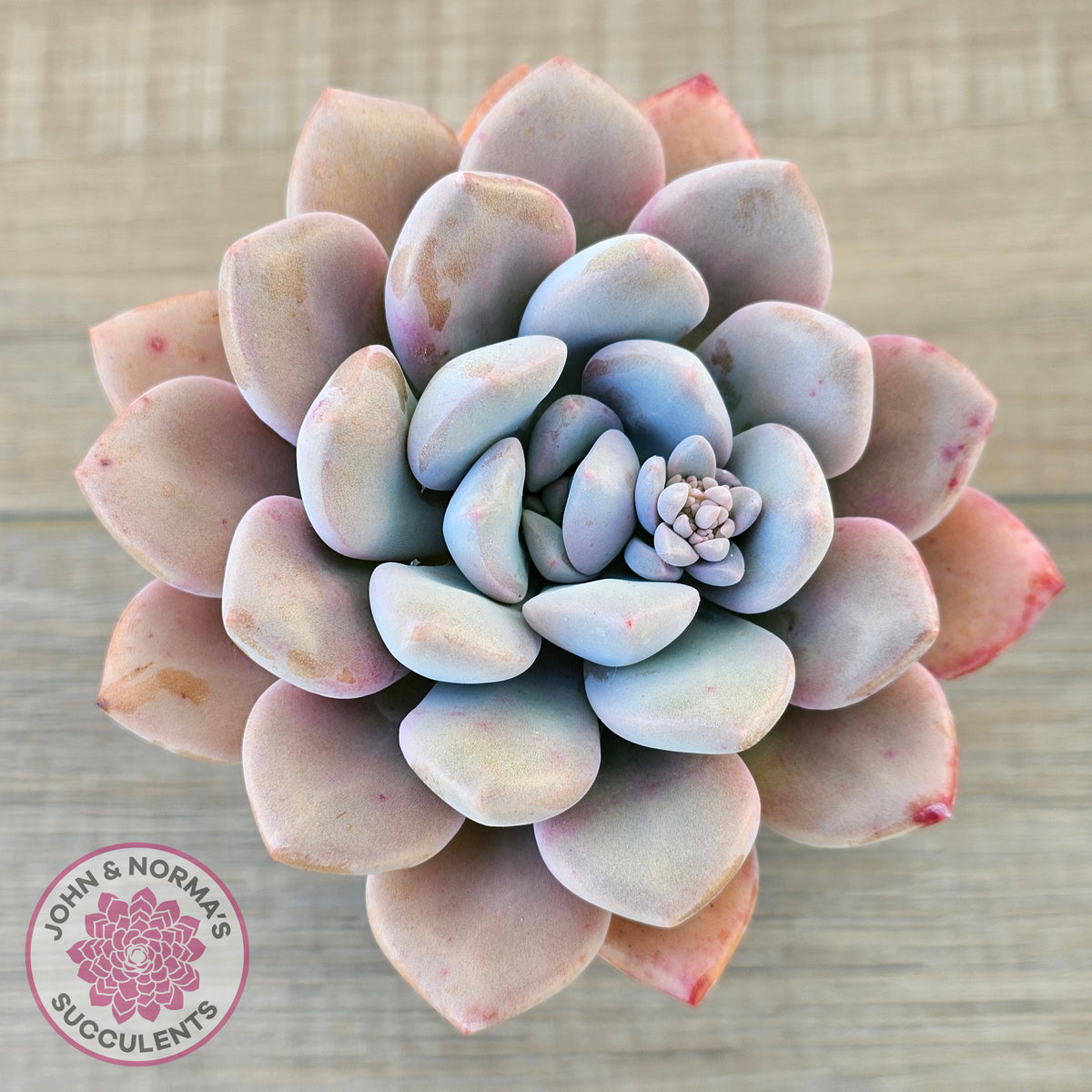 Graptoveria White Dew