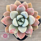 Graptoveria White Dew