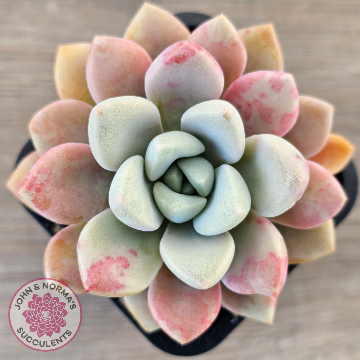 Graptoveria White Dew