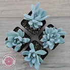 Pachyveria Exotica 'Powder Puff'