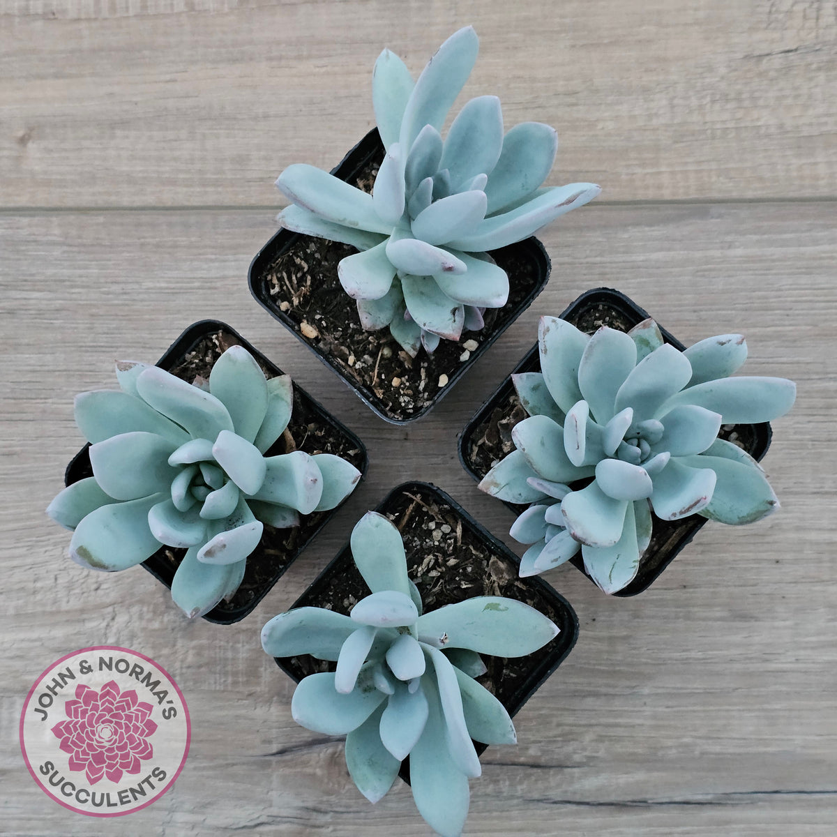 Pachyveria Exotica 'Powder Puff'