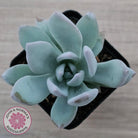 Pachyveria Exotica 'Powder Puff'
