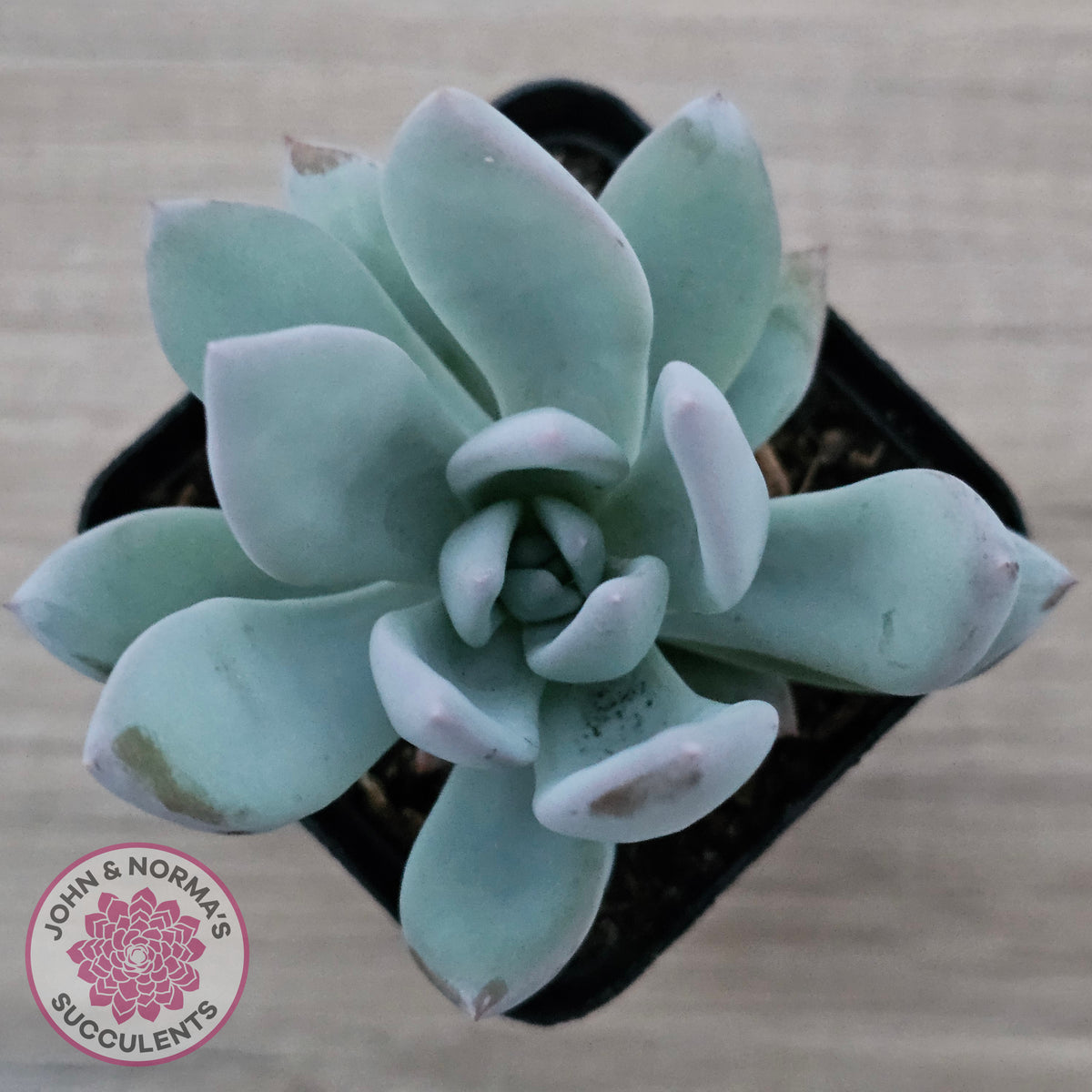 Pachyveria Exotica 'Powder Puff'
