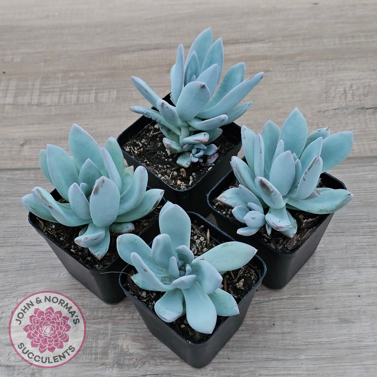 Pachyveria Exotica 'Powder Puff'