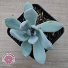 Pachyveria Exotica 'Powder Puff'