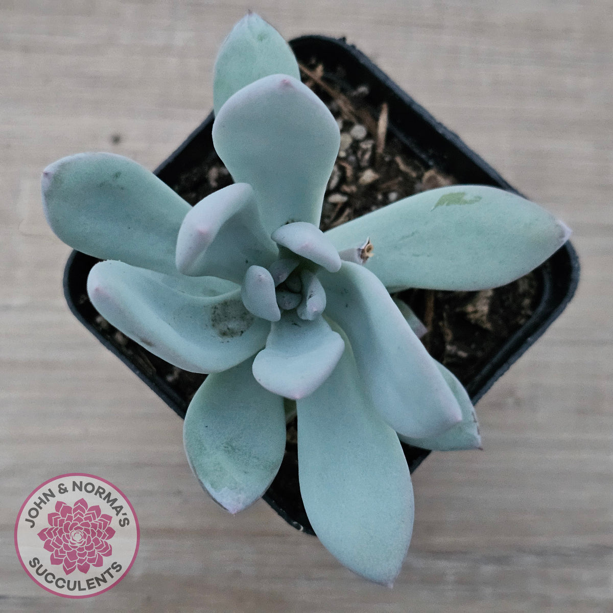 Pachyveria Exotica 'Powder Puff'