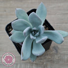 Pachyveria Exotica 'Powder Puff'