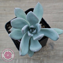 Load image into Gallery viewer, Pachyveria Exotica &#39;Powder Puff&#39;
