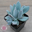 Pachyveria Exotica 'Powder Puff'