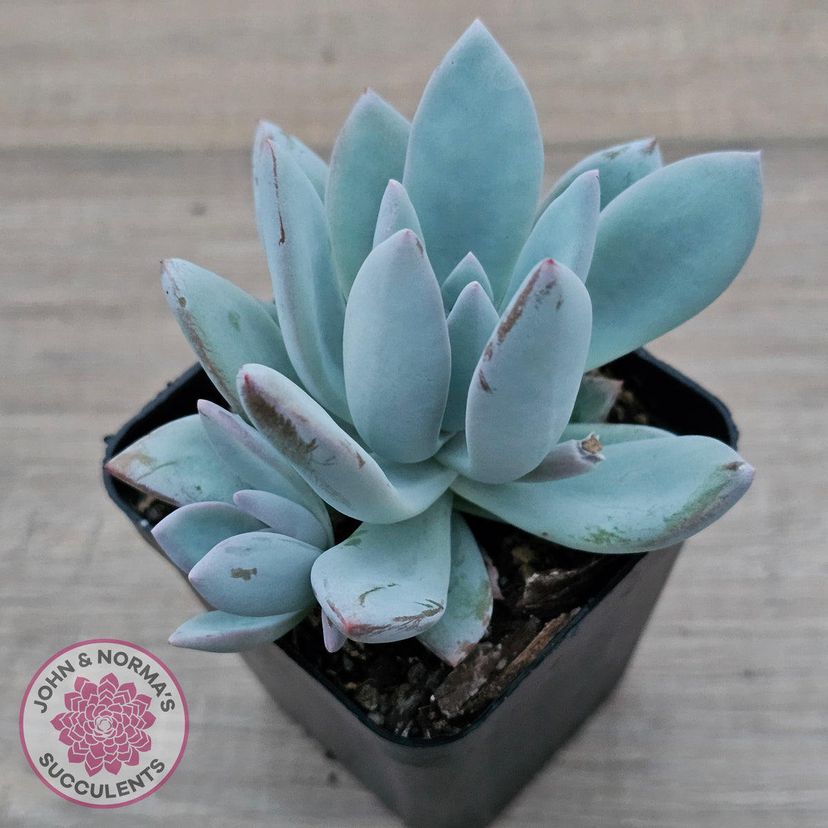 Pachyveria Exotica 'Powder Puff'