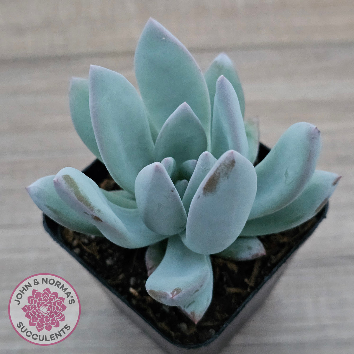 Pachyveria Exotica 'Powder Puff'