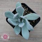 Pachyveria Exotica 'Powder Puff'