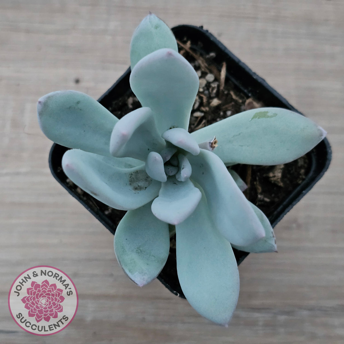 Pachyveria Exotica 'Powder Puff'