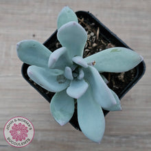 Load image into Gallery viewer, Pachyveria Exotica &#39;Powder Puff&#39;
