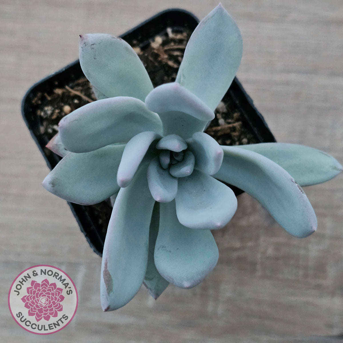 Pachyveria Exotica 'Powder Puff'