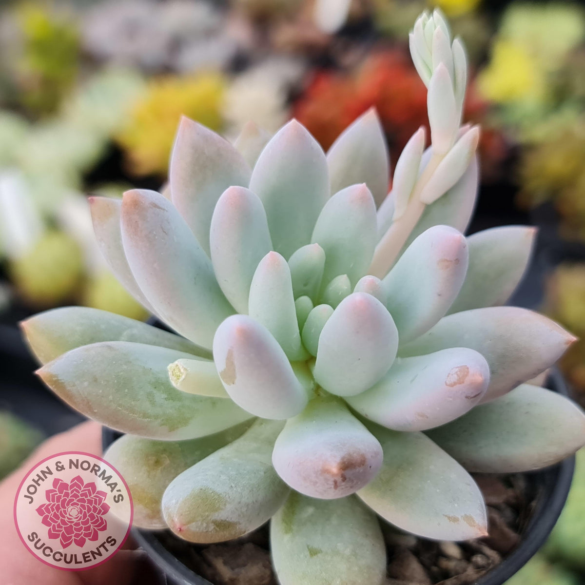Pachyveria Snow Finger