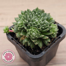 Load image into Gallery viewer, Sempervivum arachnoideum 'Tiny Tots'
