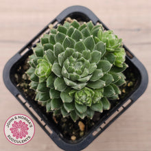 Load image into Gallery viewer, Sempervivum arachnoideum 'Tiny Tots'

