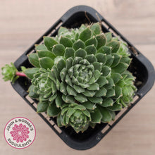 Load image into Gallery viewer, Sempervivum arachnoideum 'Tiny Tots'
