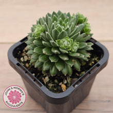 Load image into Gallery viewer, Sempervivum arachnoideum 'Tiny Tots'

