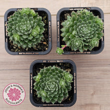 Load image into Gallery viewer, Sempervivum arachnoideum 'Tiny Tots'
