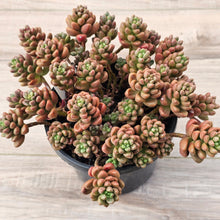 Load image into Gallery viewer, Sedum White Stonecrop
